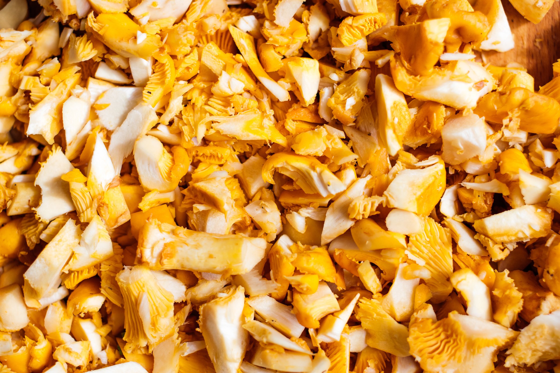 closeup of chanterelle
