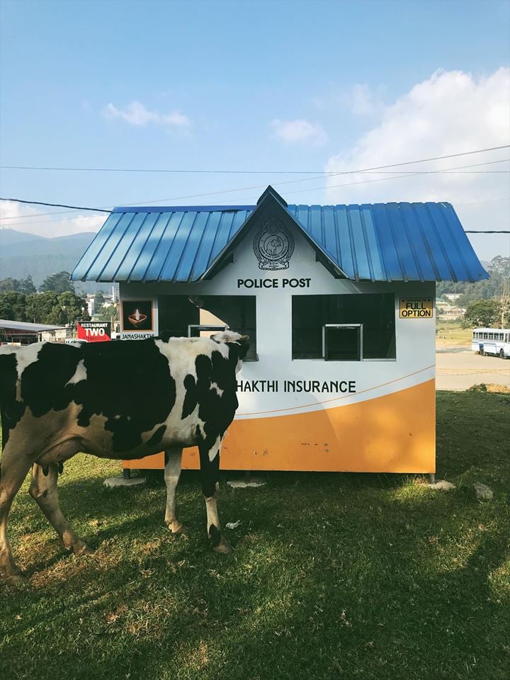 cow in sri lanka