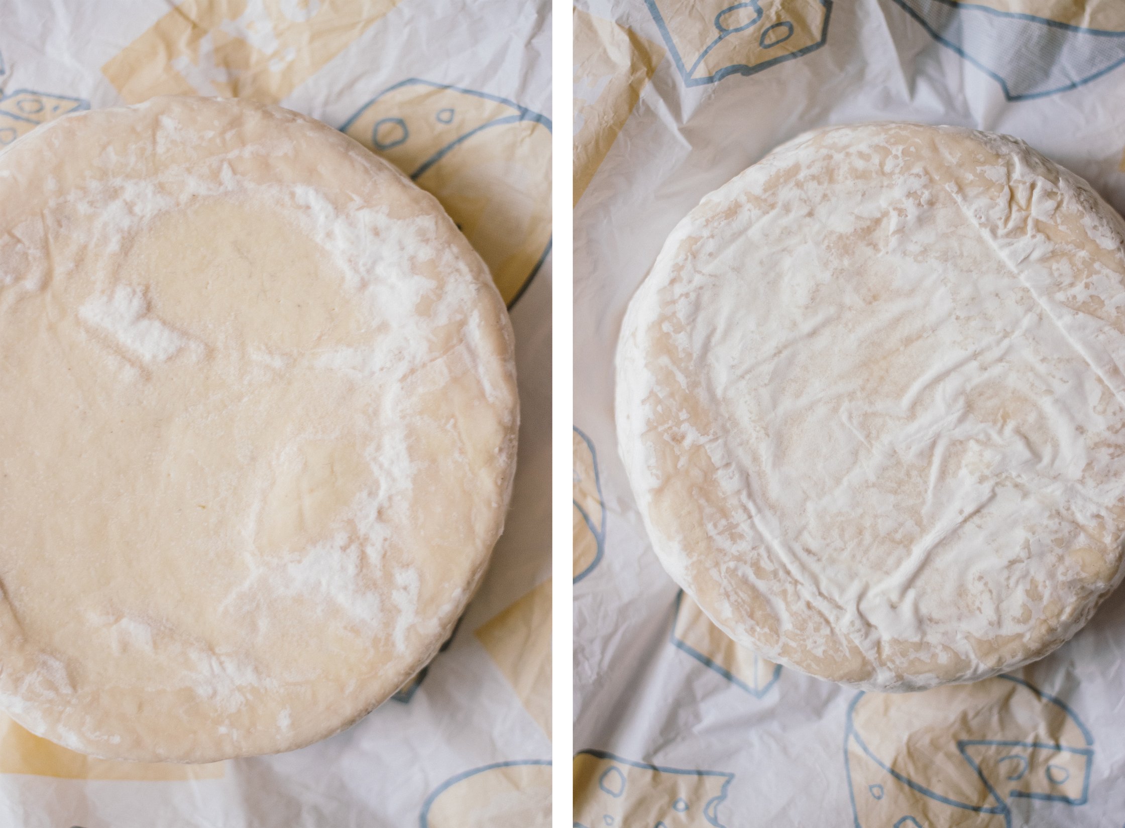 vegan camembert during ripening process